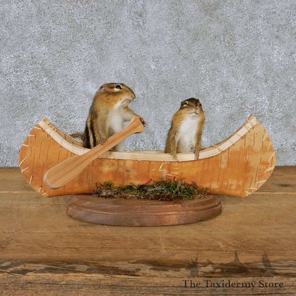 Novelty Canoe Chipmunks Taxidermy Mount #13179 For Sale @ The Taxidermy Store