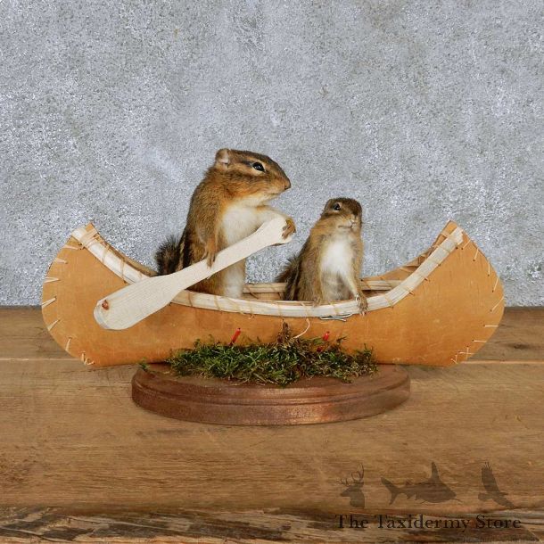 Novelty Canoe Chipmunks Taxidermy Mount #13180 For Sale @ The Taxidermy Store