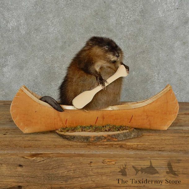 Canoeing Muskrat Novelty Mount For Sale #16841 @ The Taxidermy Store