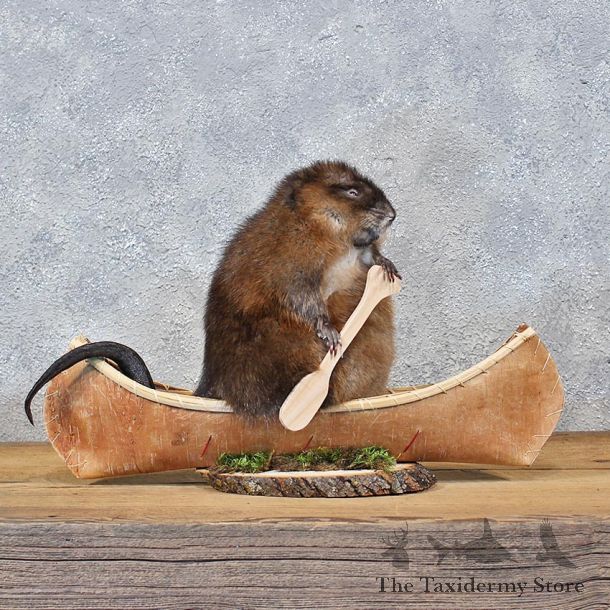 Novelty Canoe Muskrat Mount #11949 For Sale @ The Taxidermy Store