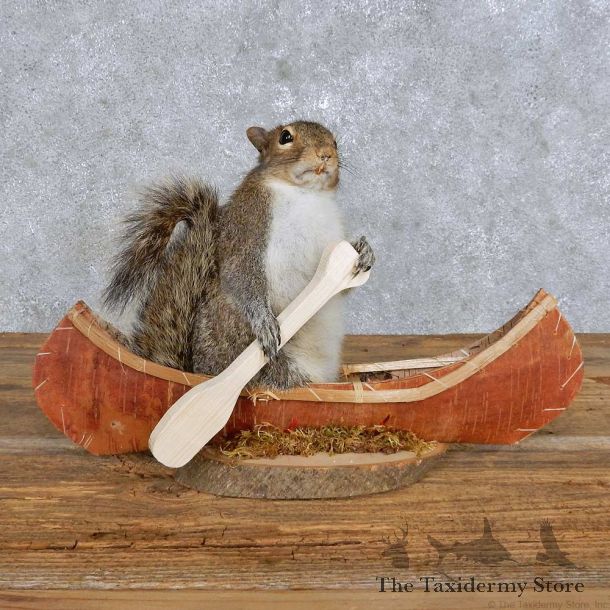 Novelty Canoe Squirrel Mount For Sale #14171 @ The Taxidermy Store