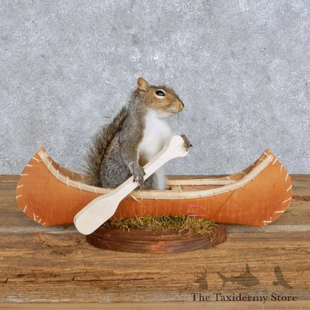 Novelty Canoe Squirrel Mount For Sale #14172 @ The Taxidermy Store
