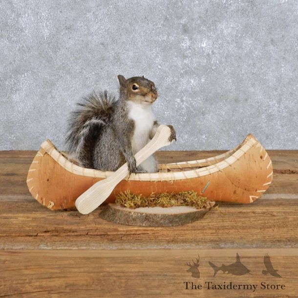 Novelty Canoe Squirrel Mount For Sale #14173 @ The Taxidermy Store