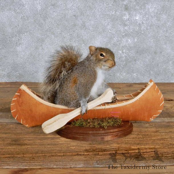 Novelty Canoe Squirrel Mount For Sale #14174 @ The Taxidermy Store