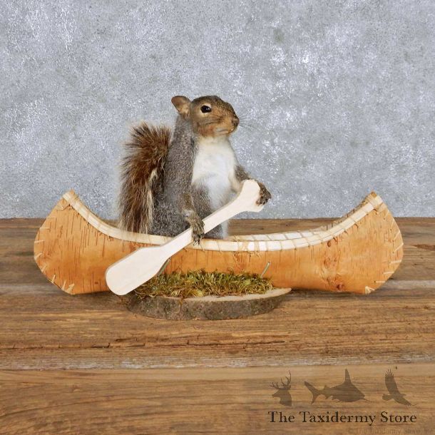 Novelty Canoe Squirrel Mount For Sale #14178 @ The Taxidermy Store