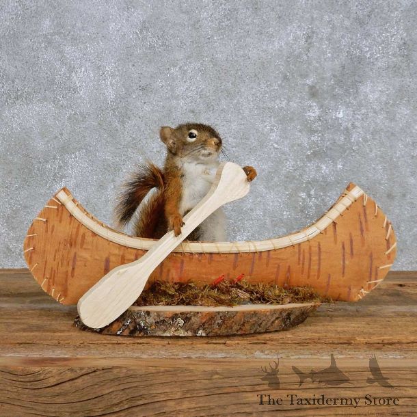 Novelty Canoe Squirrel Mount For Sale #14192 @ The Taxidermy Store