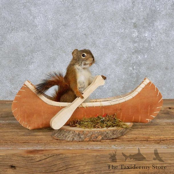 Novelty Canoe Squirrel Mount For Sale #14193 @ The Taxidermy Store