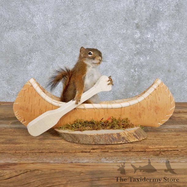 Novelty Canoe Squirrel Mount For Sale #14194 @ The Taxidermy Store