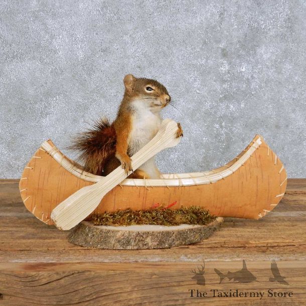 Novelty Canoe Squirrel Mount For Sale #14195 @ The Taxidermy Store