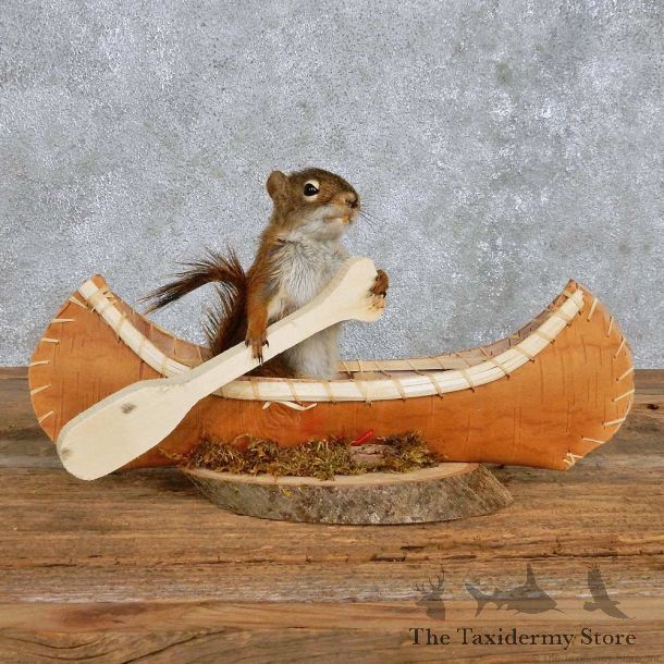 Novelty Canoe Squirrel Mount For Sale #14196 @ The Taxidermy Store
