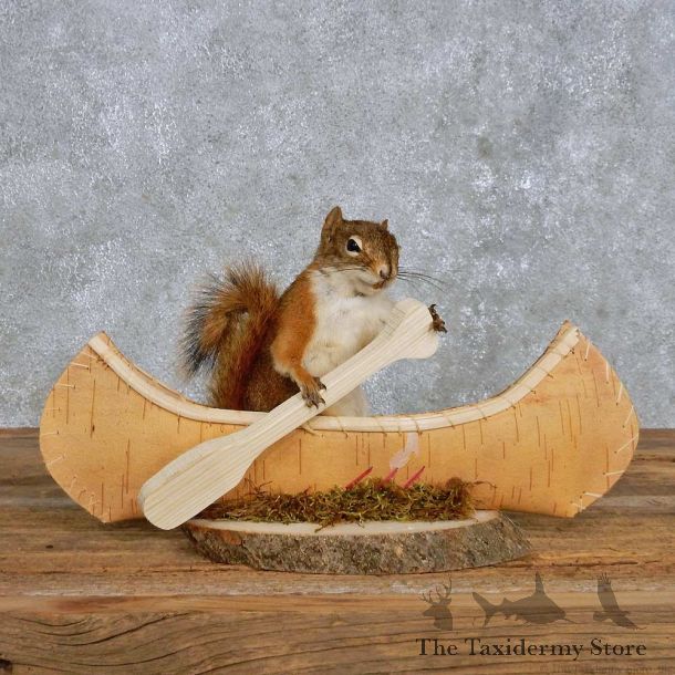 Novelty Canoe Squirrel Mount For Sale #14197 @ The Taxidermy Store