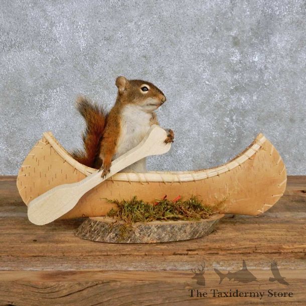 Novelty Canoe Squirrel Mount For Sale #14198 @ The Taxidermy Store