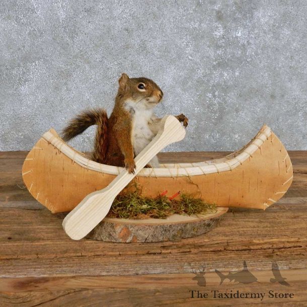 Novelty Canoe Squirrel Mount For Sale #14199 @ The Taxidermy Store