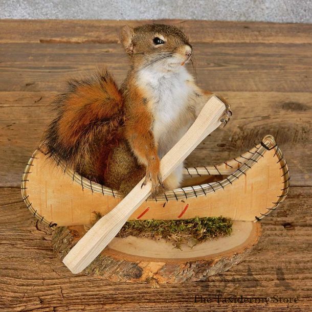 Canoe Squirrel Novelty Mount For Sale #15959 @ The Taxidermy Store