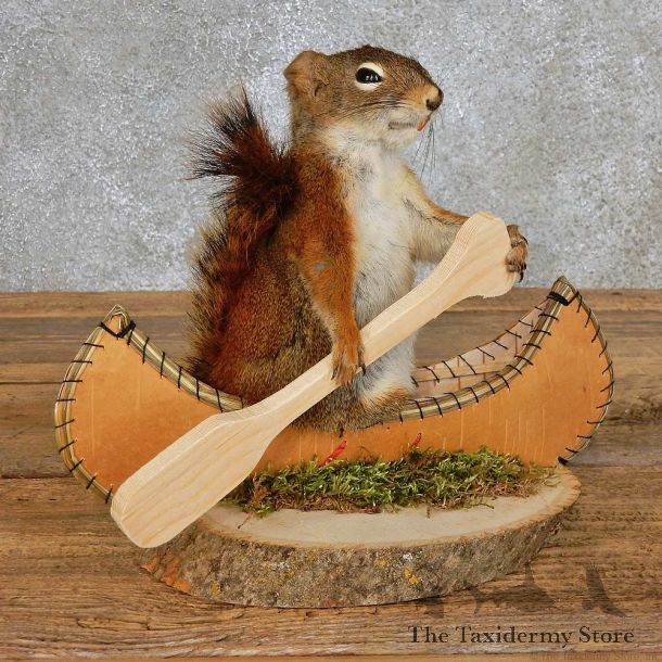 Canoe Squirrel Novelty Mount For Sale #15960 @ The Taxidermy Store