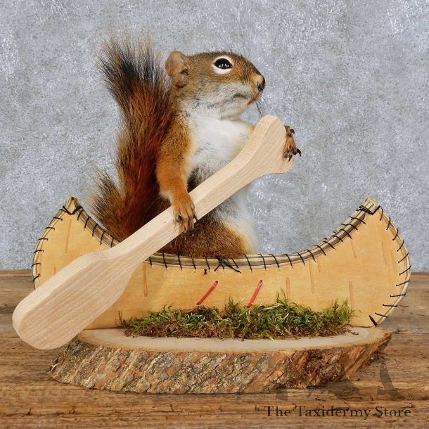 Canoe Squirrel Novelty Mount For Sale #15961 @ The Taxidermy Store