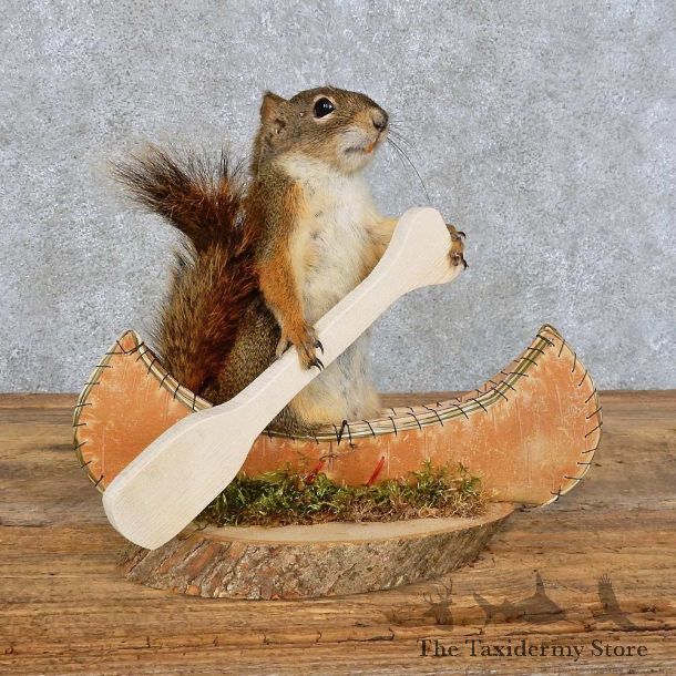 Canoe Squirrel Novelty Mount For Sale #15962 @ The Taxidermy Store