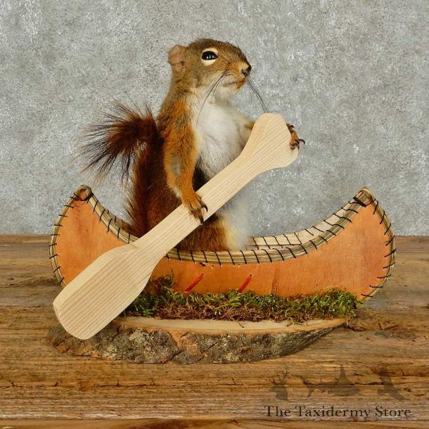 Canoe Squirrel Novelty Mount For Sale #15963 @ The Taxidermy Store