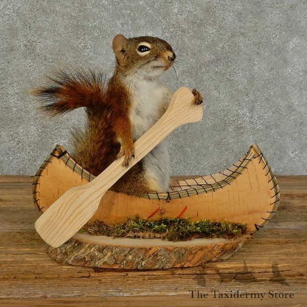 Canoe Squirrel Novelty Mount For Sale #15964 @ The Taxidermy Store