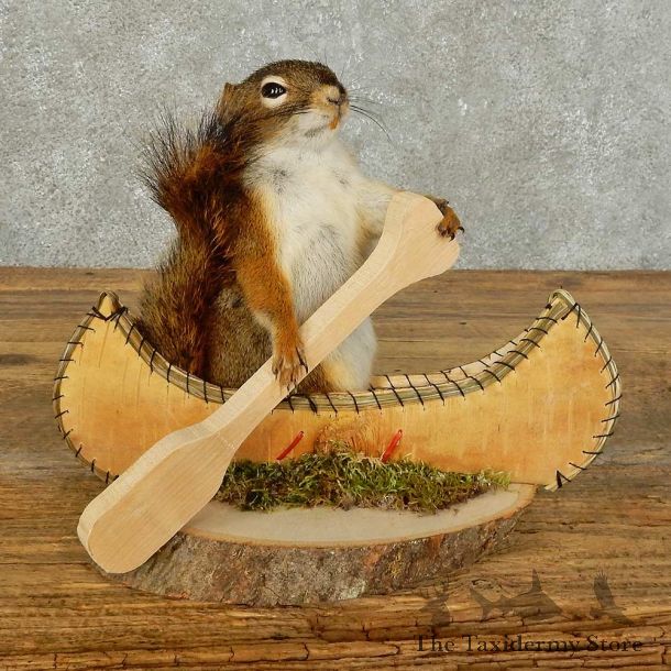 Canoe Squirrel Novelty Mount For Sale #15965 @ The Taxidermy Store