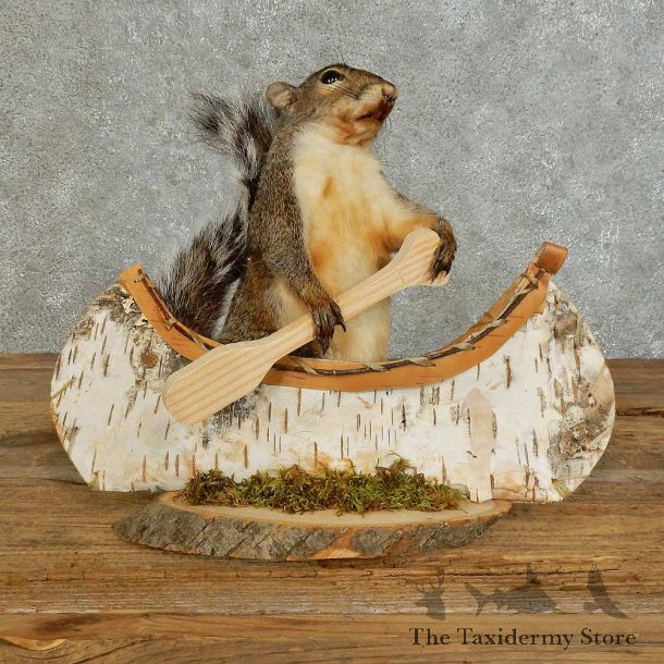 Canoe Squirrel Novelty Mount For Sale #16104 @ The Taxidermy Store