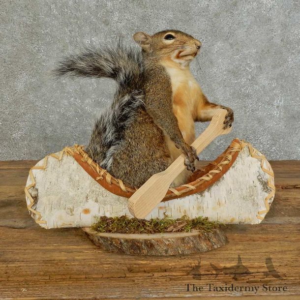 Canoe Squirrel Novelty Mount For Sale #16105 @ The Taxidermy Store