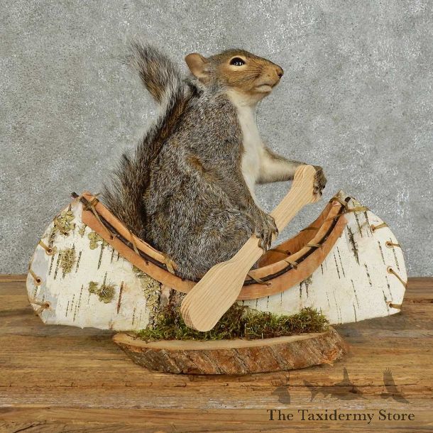 Canoe Squirrel Novelty Mount For Sale #16106 @ The Taxidermy Store