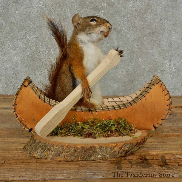 Canoe Squirrel Novelty Mount For Sale #16817 @ The Taxidermy Store