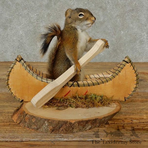 Canoe Squirrel Novelty Mount For Sale #16818 @ The Taxidermy Store