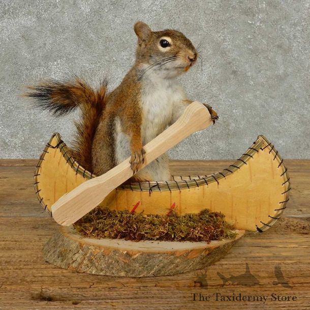 Canoe Squirrel Novelty Mount For Sale #16819 @ The Taxidermy Store