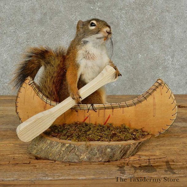 Canoe Squirrel Novelty Mount For Sale #16821 @ The Taxidermy Store