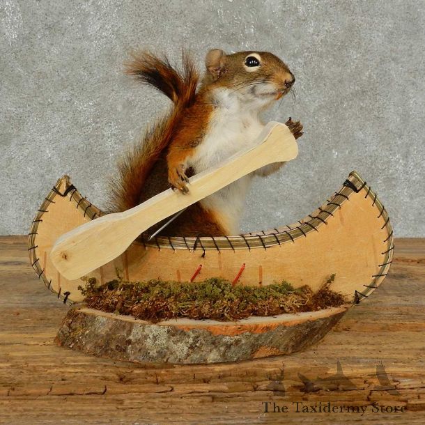 Canoe Squirrel Novelty Mount For Sale #16822 @ The Taxidermy Store