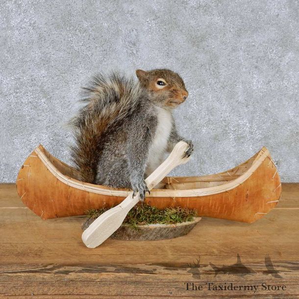 Novelty Canoe Grey Squirrel Taxidermy Mount #13172 For Sale @ The Taxidermy Store