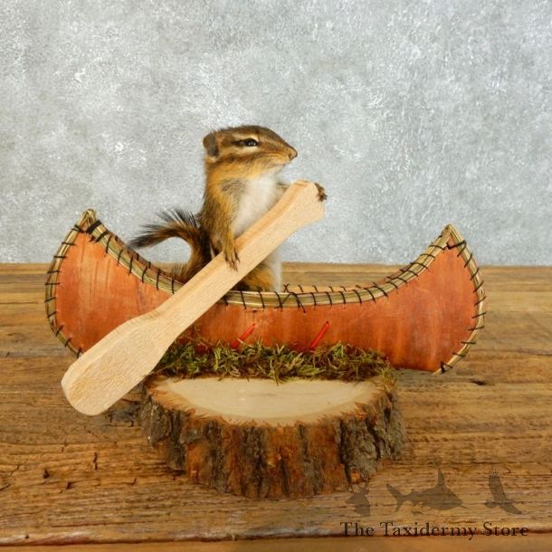 Canoe Chipmunk Novelty Mount For Sale #18487 @ The Taxidermy Store