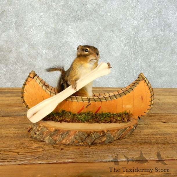 Canoe Chipmunk Novelty Mount For Sale #18488 @ The Taxidermy Store