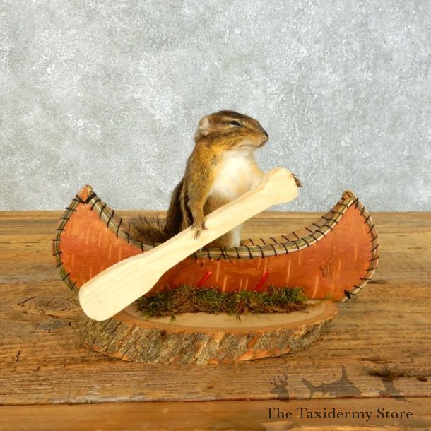 Canoe Chipmunk Novelty Mount For Sale #18489 @ The Taxidermy Store