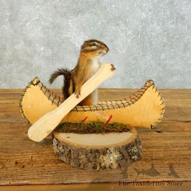 Canoe Chipmunk Novelty Mount For Sale #18490 @ The Taxidermy Store