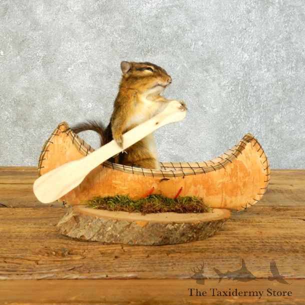 Canoe Chipmunk Novelty Mount For Sale #18491 @ The Taxidermy Store