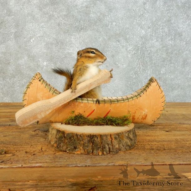 Canoe Chipmunk Novelty Mount For Sale #18492 @ The Taxidermy Store