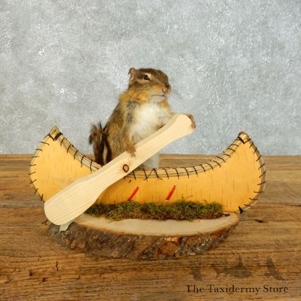 Canoe Chipmunk Novelty Mount For Sale #18493 @ The Taxidermy Store