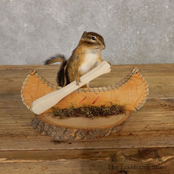 Canoe Chipmunk Novelty Mount For Sale #20123 @ The Taxidermy Store