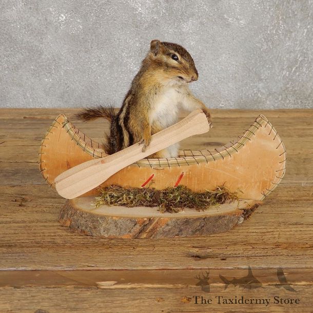 Canoe Chipmunk Novelty Mount For Sale #20124 @ The Taxidermy Store