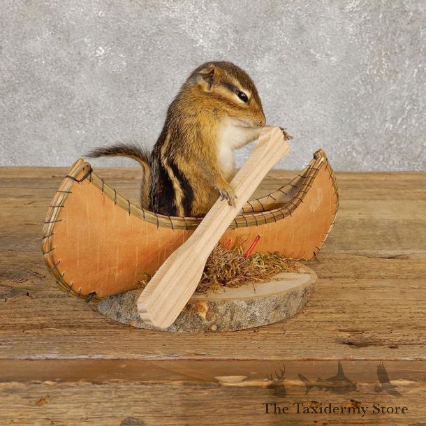 Canoe Chipmunk Novelty Mount For Sale #20125 @ The Taxidermy Store