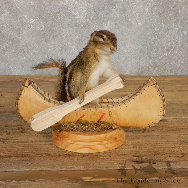 Canoe Chipmunk Novelty Mount For Sale #20126 @ The Taxidermy Store