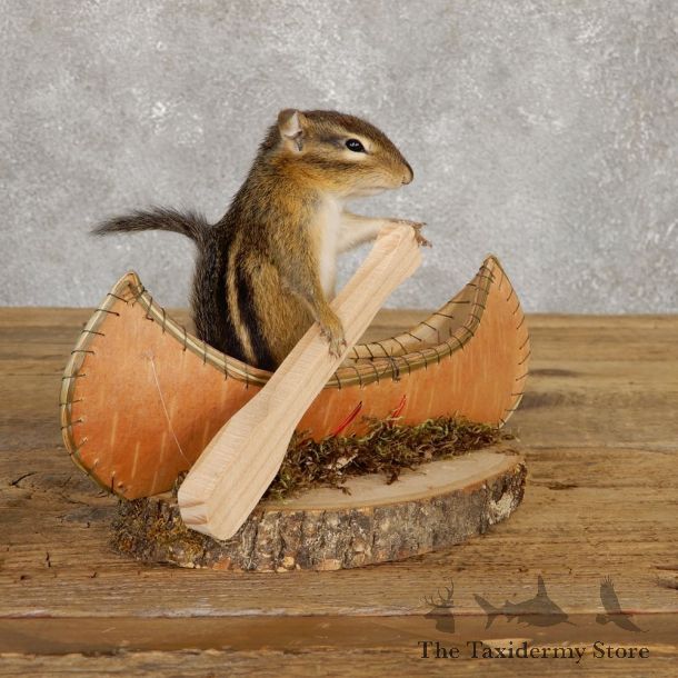 Canoe Chipmunk Novelty Mount For Sale #20127 @ The Taxidermy Store