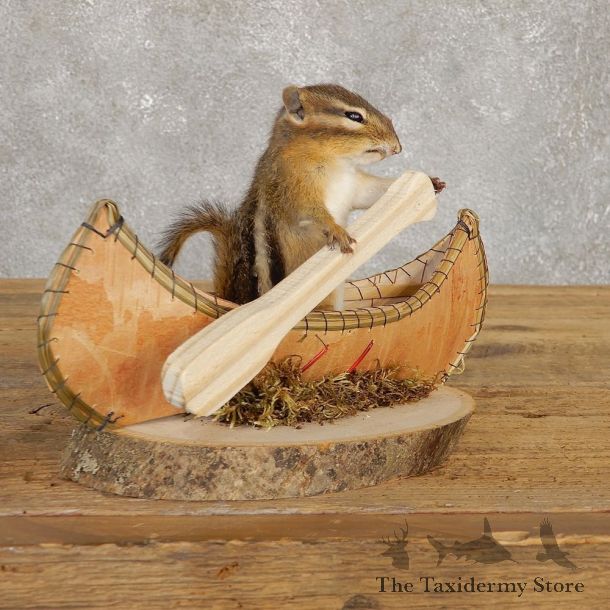 Canoe Chipmunk Novelty Mount For Sale #20128 @ The Taxidermy Store