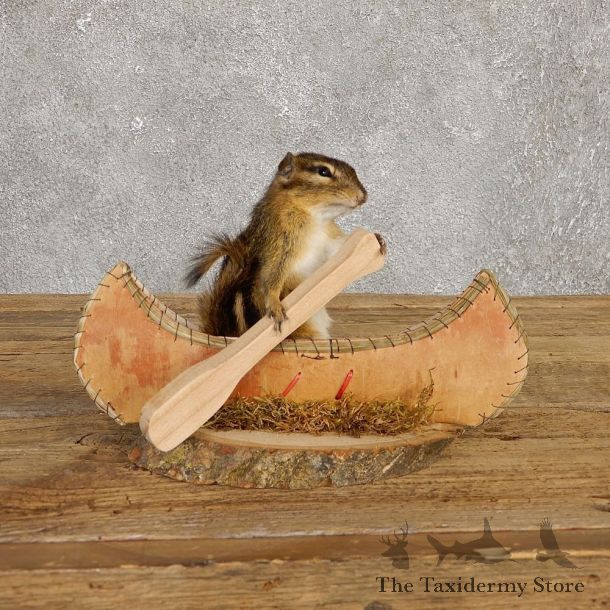 Canoe Chipmunk Novelty Mount For Sale #20129 @ The Taxidermy Store