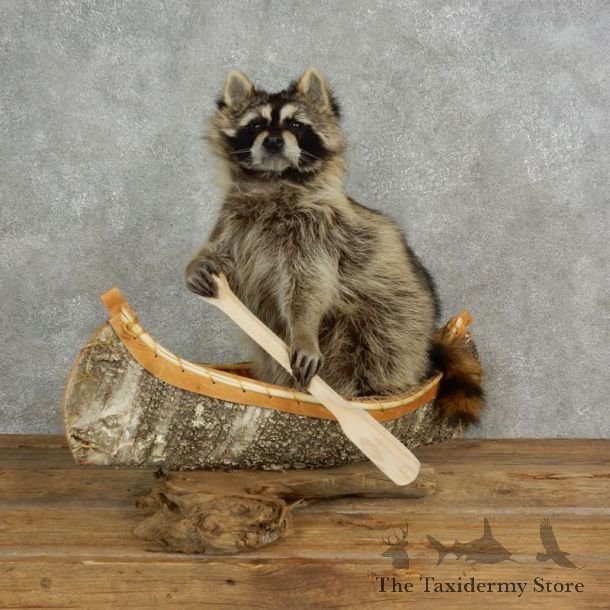 Canoeing Raccoon Novelty Mount For Sale #17115 @ The Taxidermy Store