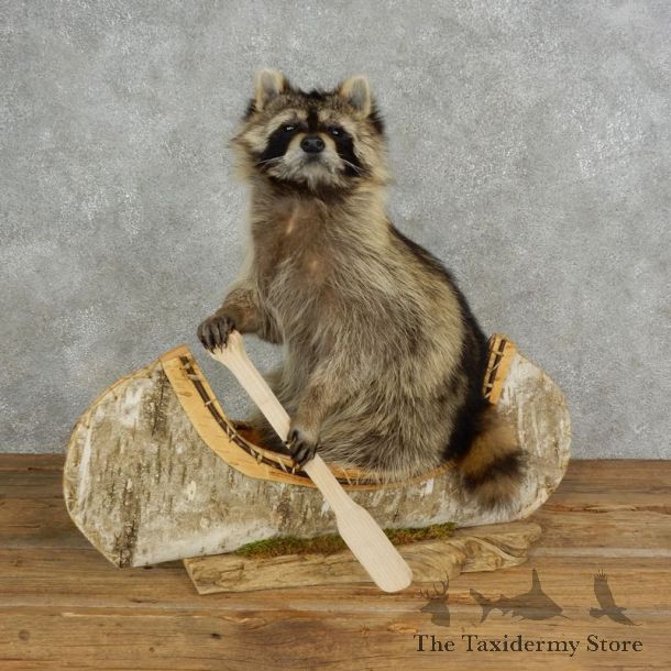 Canoeing Raccoon Novelty Mount For Sale #17114 @ The Taxidermy Store