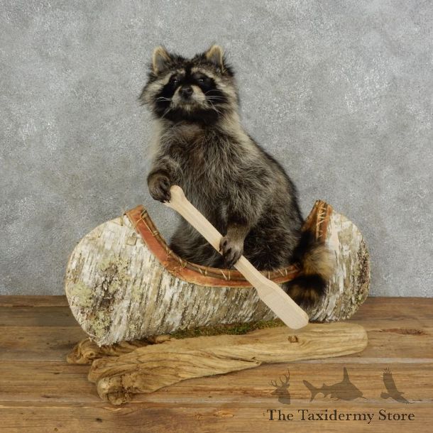 Canoeing Raccoon Novelty Mount For Sale #17116 @ The Taxidermy Store